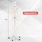 White PVC Human Skeleton Model with Movable Joints and Rolling Metal Stand